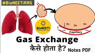 Gas Exchange External amp Internal Respiration Biology NCERT NEET L6 [upl. by Melony]