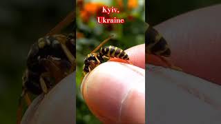 WHY PAPER WASP DOES NOT STING ME Why I do not afraid of wasps wasps entomology polistes [upl. by Leseil]