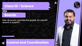 How do auxins promote the growth of a tendril around a support [upl. by Jarib266]