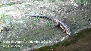 Mato de Agua  Tupinambis teguixin  Golden Tegu Lizard [upl. by Auhel]