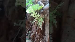 Selaginella also known as spikemosses or lesser clubmosses is a genus of lycophytenature [upl. by Aitan928]