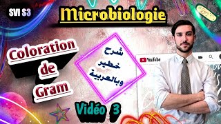 Microbiologie S3 SVI  Vidéo 3 شرح ممتاز 💯👌  شرح بالعربية  Coloration de Gram [upl. by Brieta]