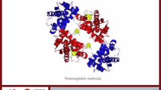 Introduction to Haemoglobin and Alpha Globin pt 1  6 [upl. by Felicity738]