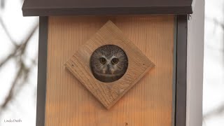 Owlcam Sawwhet owls Feb 1 2024 live stream [upl. by Esinal588]