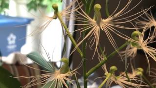 ORCHID SPOTLIGHT HABENARIA MEDUSA [upl. by Enirhtac315]