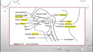 Organs of Speech [upl. by Schertz]