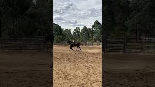 Alice and Copper at Tarcutta Jackpot day one with one of the best runs she has done Well done [upl. by Ackler51]