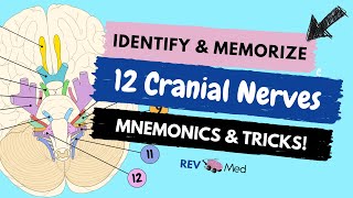 Learn the 12 Cranial Nerves with mnemonics NEW  EASY  Anatomy [upl. by Ahsier498]