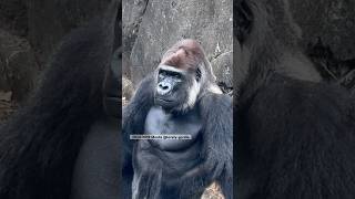 千葉のゴリラ🦍モンタさんこんにちは Silverback Gorilla Monta 20240919 [upl. by Culbertson]