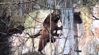 Braunbär im zoo  Braunbär im Winter  Gigantische Tiere [upl. by Ibbetson104]