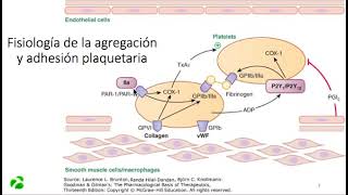 FISIOLOGIA AGREGACION Y ADHESION PLAQUETARIA [upl. by Weisman]