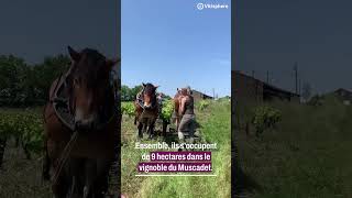 Trait en muscadet  Trait grand retour du cheval dans les vignes [upl. by Vivyanne]