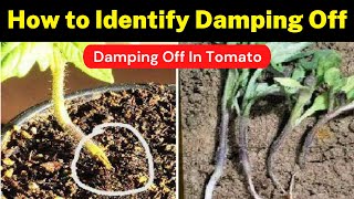 How to Identify Damping Off In Tomato Full Management  Damping Off  Krishi Network [upl. by Oicafinob632]