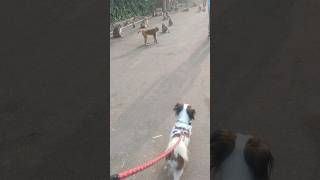 Zorro nhi darta zorro yt love zorrolovelydog zorrolove youtubeshorts animals animallover [upl. by Ailina]