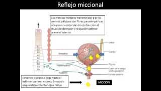 Reflejo de la micción [upl. by Bratton]