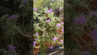 Moss vervain 💜 flowers garden plants beauty nature love luck [upl. by Odradlig]