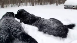 Newfie and Berner Playing In Snow [upl. by Cronin]