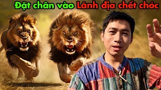 Săn được 8 con VUA SƯ TỬ trong Rừng Châu Phi [upl. by Ennahteb256]