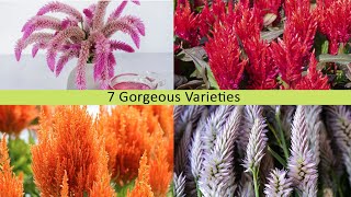 Growing Celosia from Seed Zone 5b [upl. by Yelrahs]