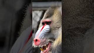 Mandrill The Biggest Monkey In The World mandrill mandrills shorts [upl. by Baily]