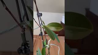 Keiki long roots To repot [upl. by Tonnie]