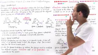 Glycogen Breakdown [upl. by Ettenom]