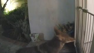 Coyote charges screen door to get to cat in OC home video shows [upl. by Annehs]