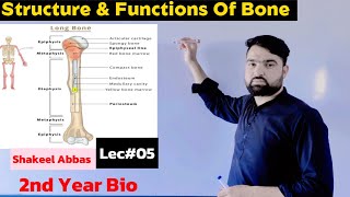 Structure Functions amp Composition Of Bone Support and Movement [upl. by Aric163]