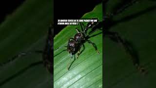 La Fourmi Balle de Fusil youtube fourmis danger amazonia [upl. by Hanima]