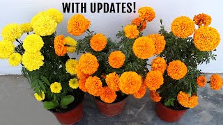 BEST Ways To Get MORE Flowers in Marigold Plant [upl. by Tegdirb493]