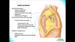 Miembro superior completo  Anatomía Humana parte 1 FÁCIL  Ciencias básicas  USAMEDIC [upl. by Dennison]