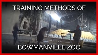 Training Methods of Bowmanville Zoo Owner Michael Hackenberger [upl. by Animsay]