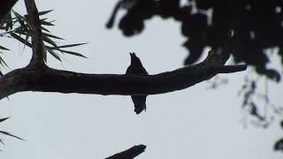 Racket tailed Drongo Parambikulam [upl. by Flavius]