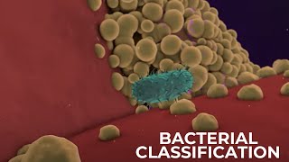 Classification of Bacteria on the basis of Respiration  Shapes amp Cell Wall Composition [upl. by Niarbo708]