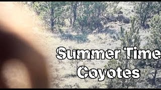 Summer Time Coyotes [upl. by Suzanne98]