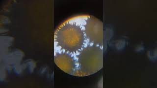 Palynology🔬 education science biology youtubeshorts [upl. by Romonda265]