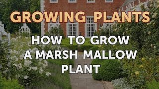 How to Grow a Marsh Mallow Plant [upl. by Bortman]