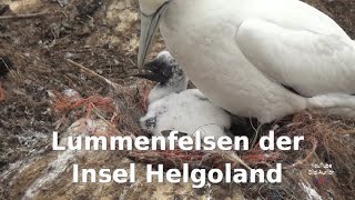 Helgoland ein Paradies für Ornithologen Lummenfelsen Lange Anna Basstölpel Austernfischer usw [upl. by Auhsuj]