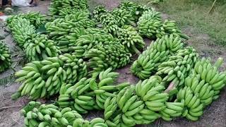 How To Harvest Banana Banana Harvesting amp Farming [upl. by Ynaitirb237]