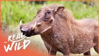 The Joy Of Pigs  Real Wild Documentary [upl. by Karas12]