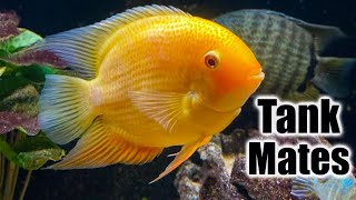 Top 10 Tank Mates for Severum Cichlids [upl. by Catherin]