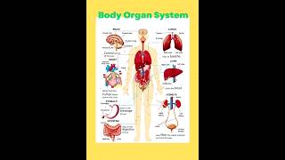 Body Organ System Human Body Organ System and their functions bodyorgans [upl. by Eberle]