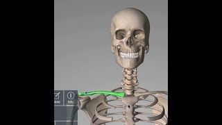 Clavicle  Why Clavicle is Called Modified Long Bone  Anatomyconcept [upl. by Eirrotal19]