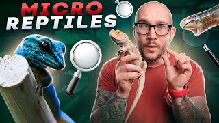 Top 5 Micro Reptiles  The Smallest Reptiles You Can Keep [upl. by Nosidam]