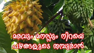 Rollinia Deliciosa  Biriba Fruit Plantമരവും മനസ്സും നിറയെ പഴങ്ങളുടെ തമ്പുരാൻ [upl. by Gnik]