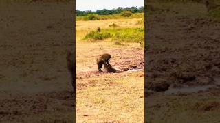 Reckless Baboons Fall Entering the Crocodiles Kingdom shorts wildlife [upl. by Jamima]