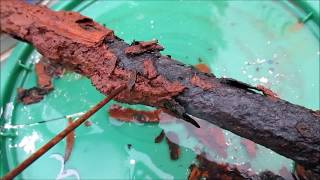 Excavating a Civil War Enfield Rifle part 2 the restoration [upl. by Ylagam888]