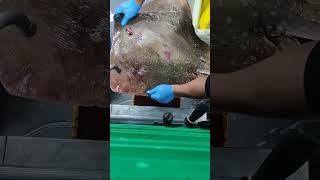 how to removing stingray skin [upl. by Agle]