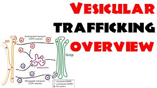 Vesicle trafficking  vesicle transport in cell [upl. by Anhcar316]