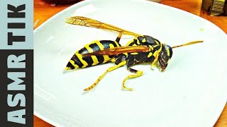 STUNG by a YELLOW JACKET ASMR Dinner Eating sounds No talk Kluna Tik Style [upl. by Allbee]